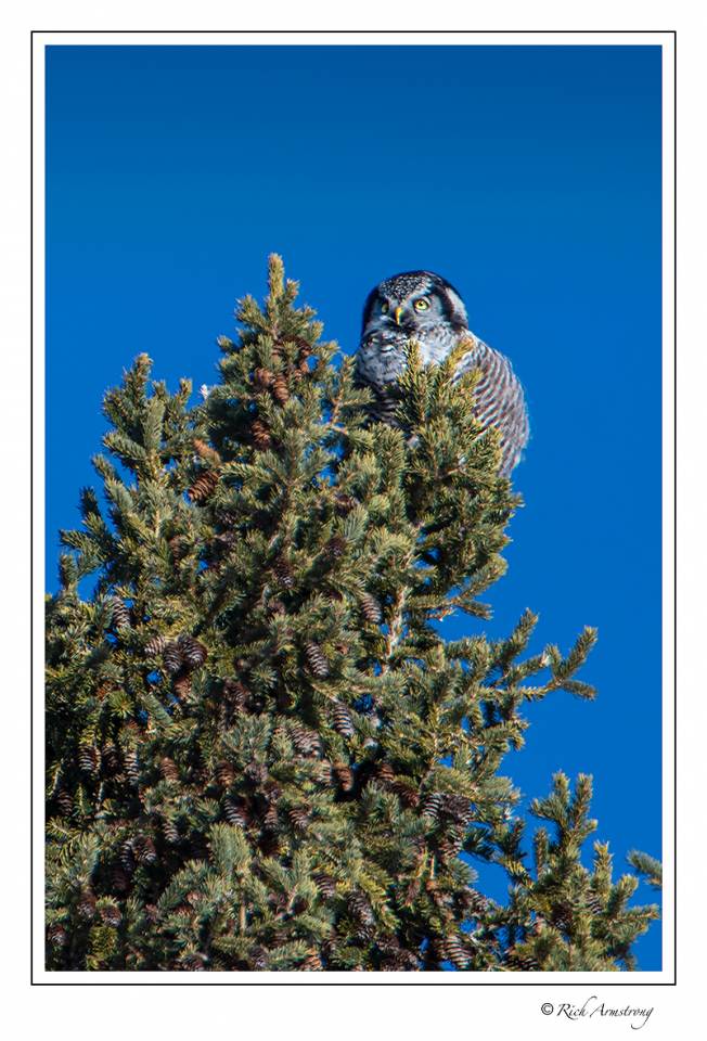 northern hawk owl 3.jpg